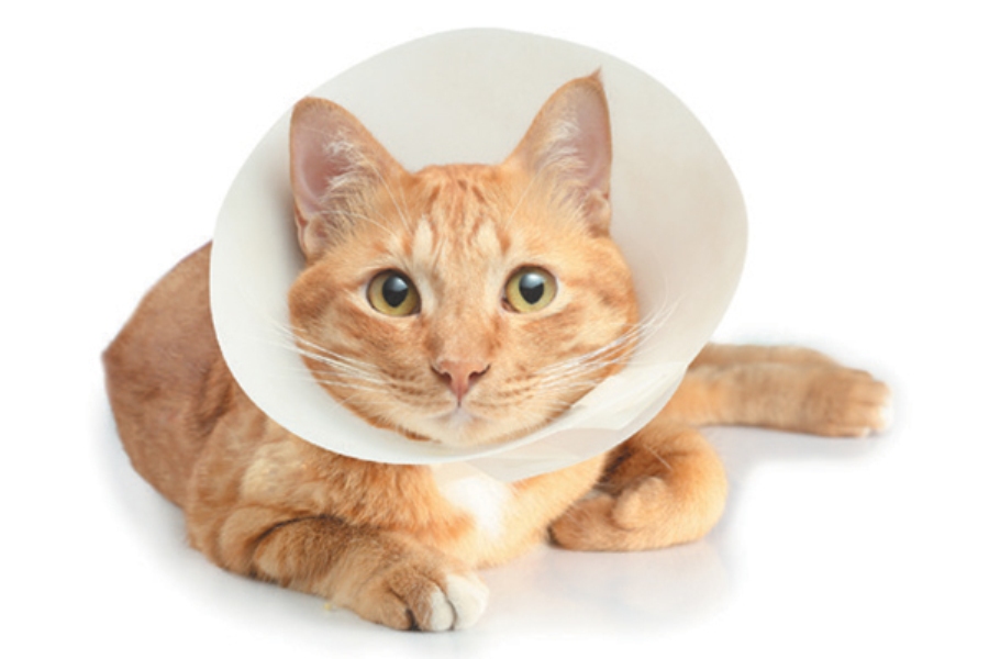 How Long To Keep Elizabethan Collar On Cat